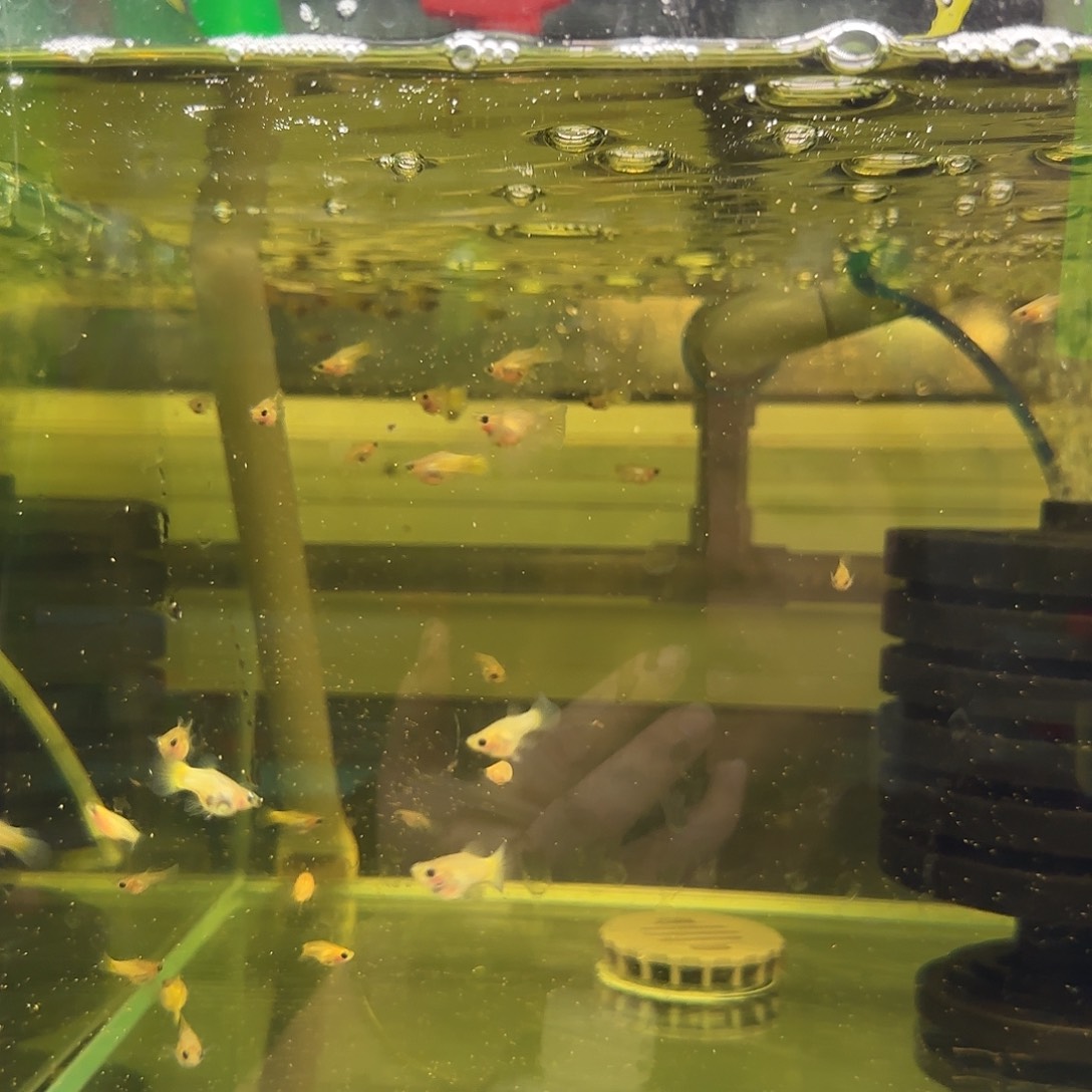 孔雀鱼福利黑金玻璃猫苗10条随机