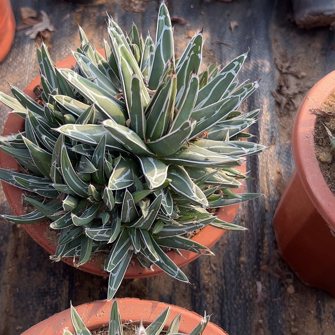 多肉植物屉之雪群