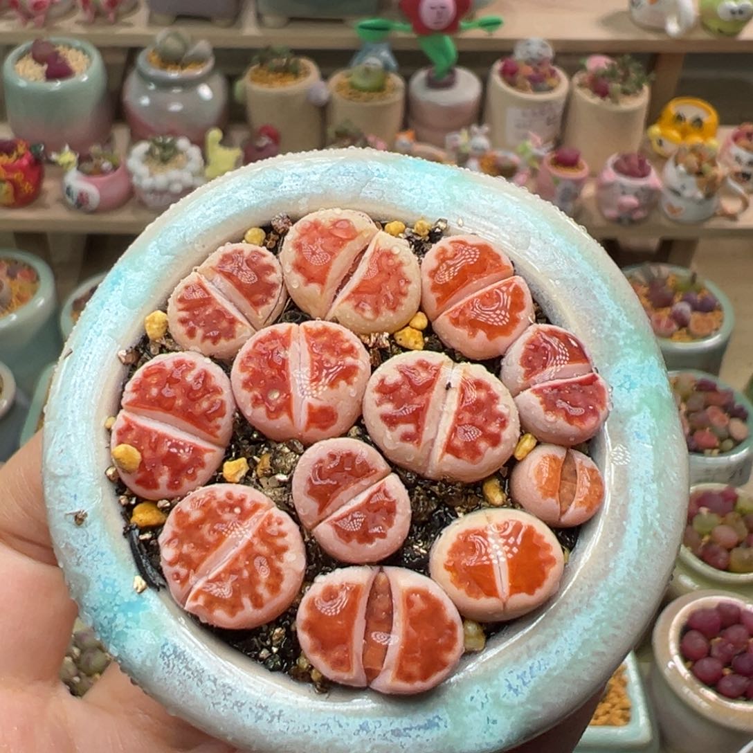 多肉植物39号红窗