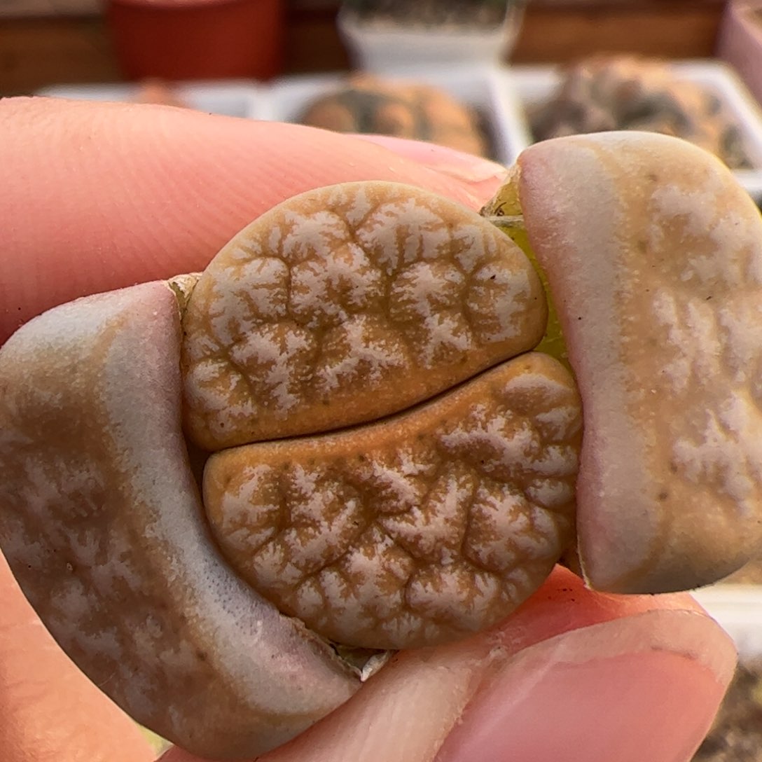 092号拿铁 多肉植物