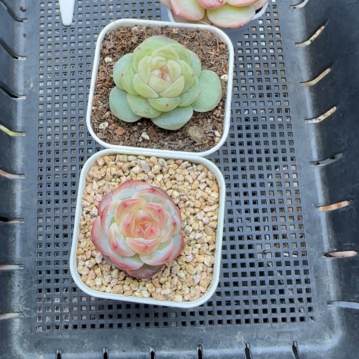 我***字834号3颗晗雨多肉植物