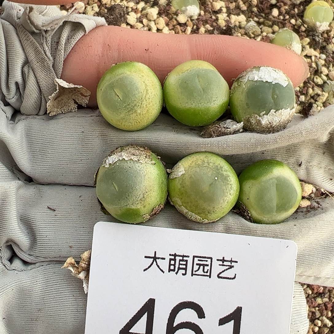 一物一拍6颗大拉登。  461