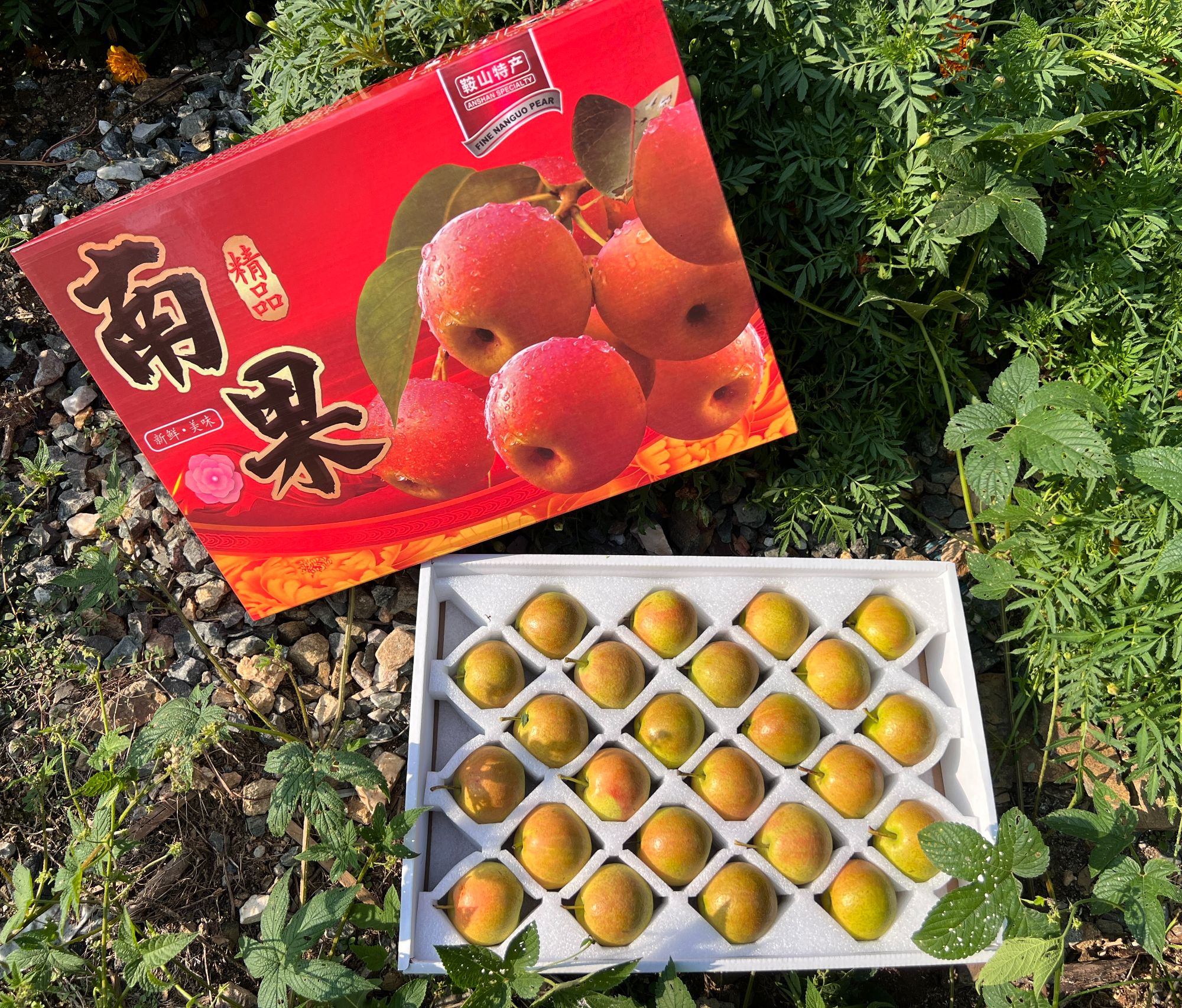 鞍山特产南果梨  薄皮多汁  中秋送人礼盒 京东快递