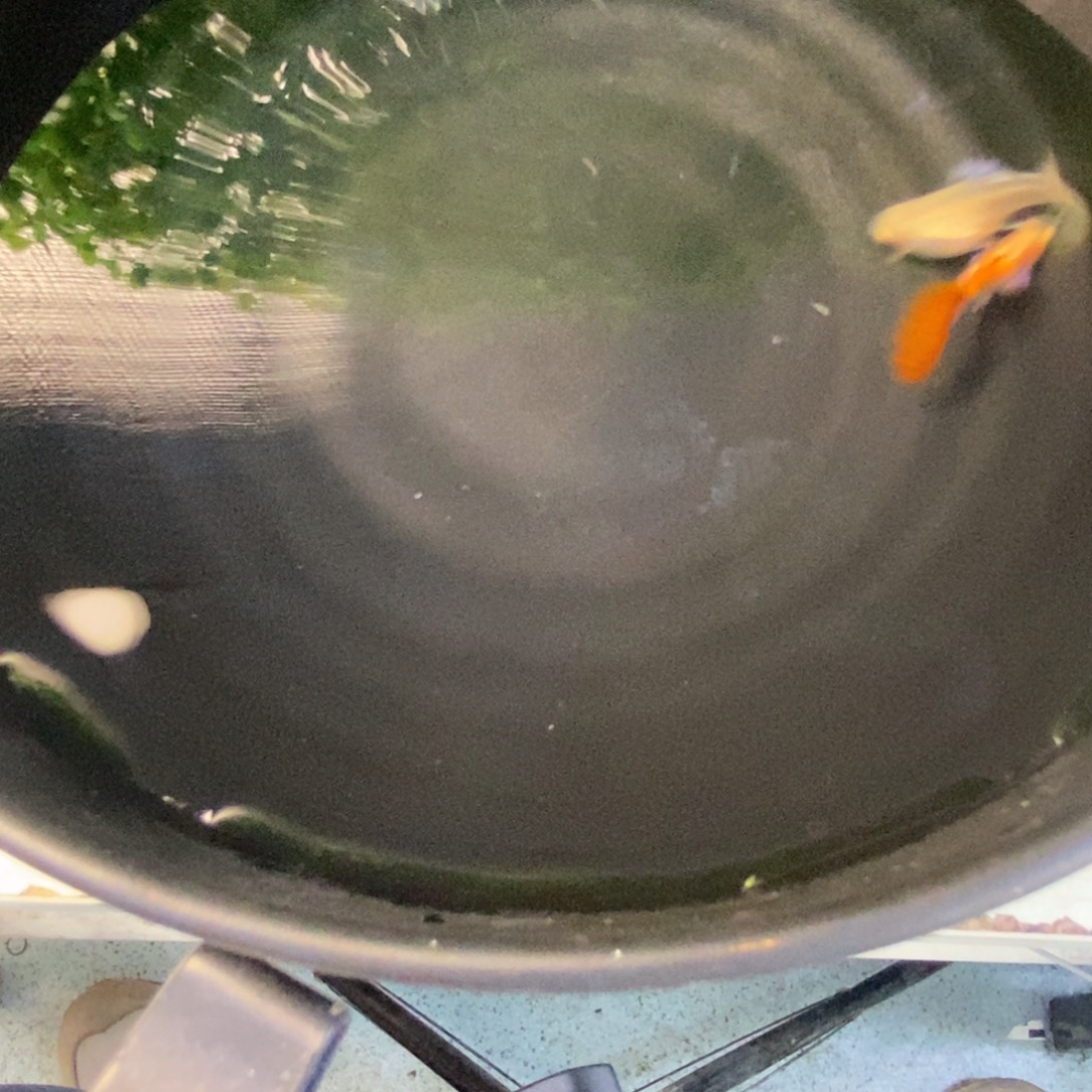 孔雀鱼霓虹大耳一对