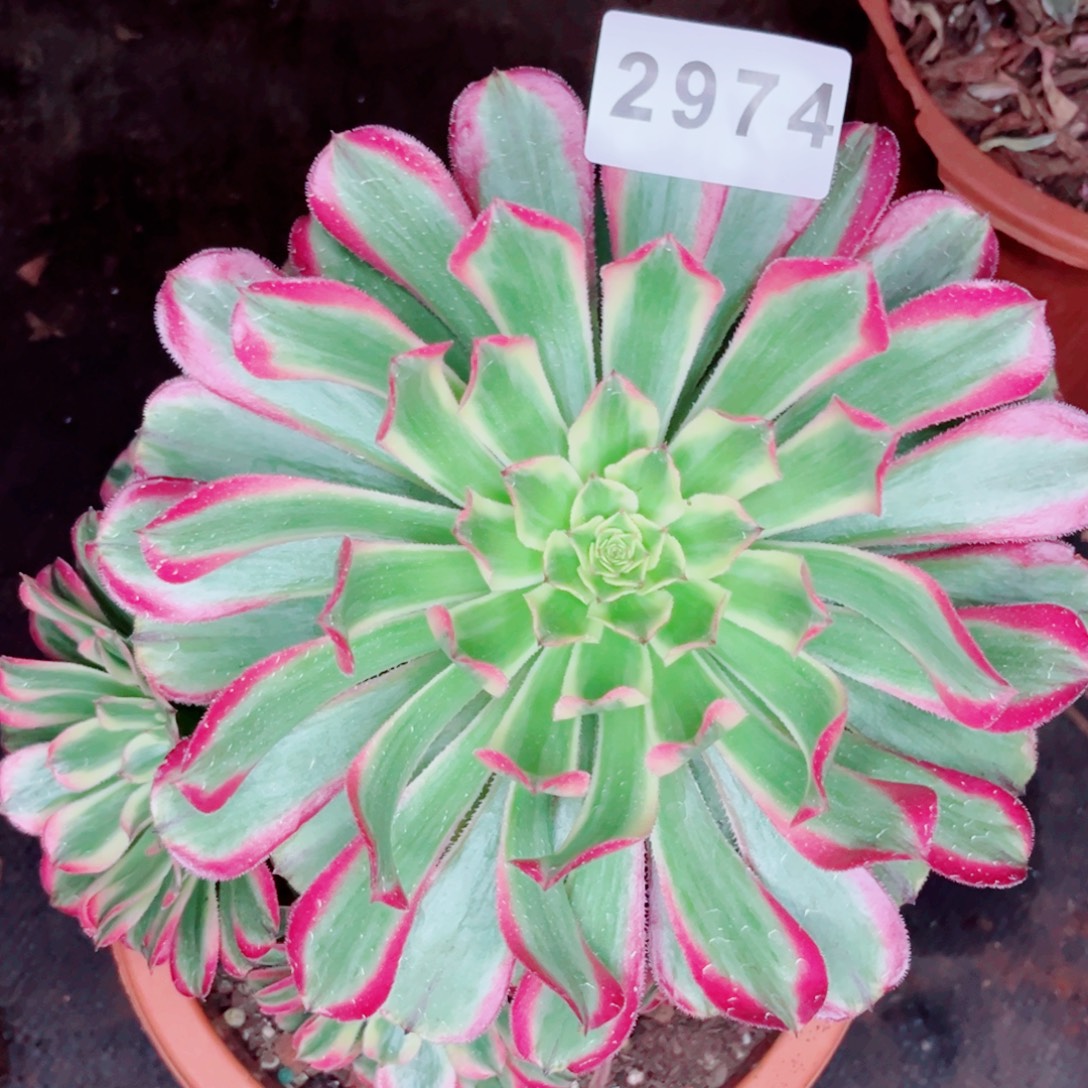 糖果炮弹特价多肉