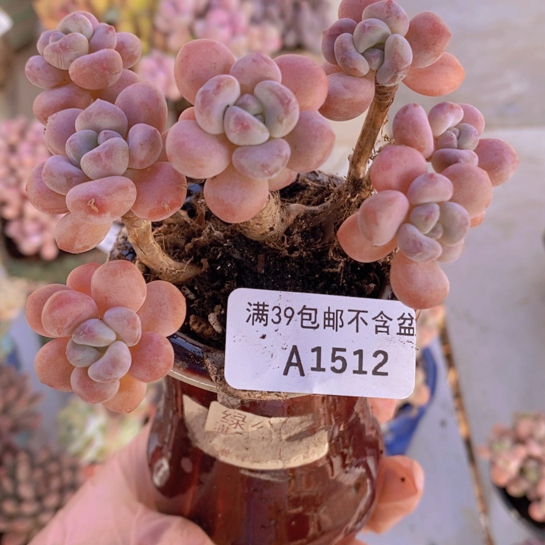 木糖醇老桩1512多肉植物