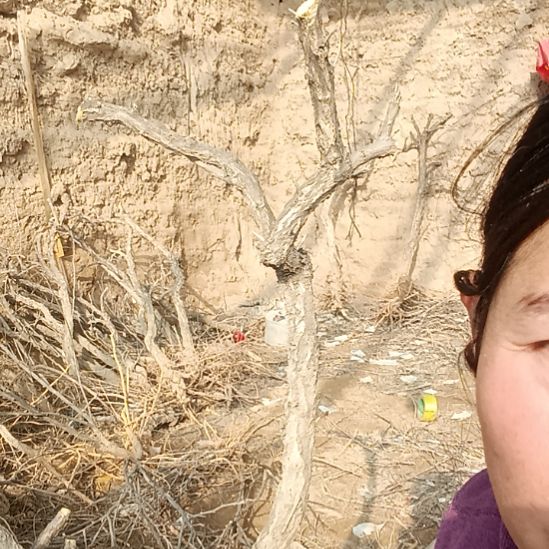 山***人完全开放枸杞树一颗