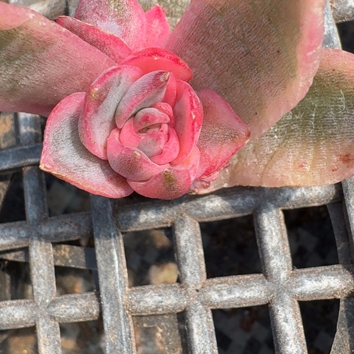 紫水晶覆轮一物一拍