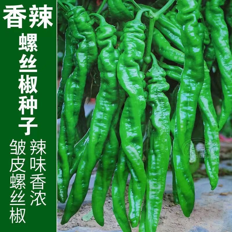螺丝椒辣椒种子大果实品种阳台盆栽农家菜园丰产中熟螺丝辣椒种子