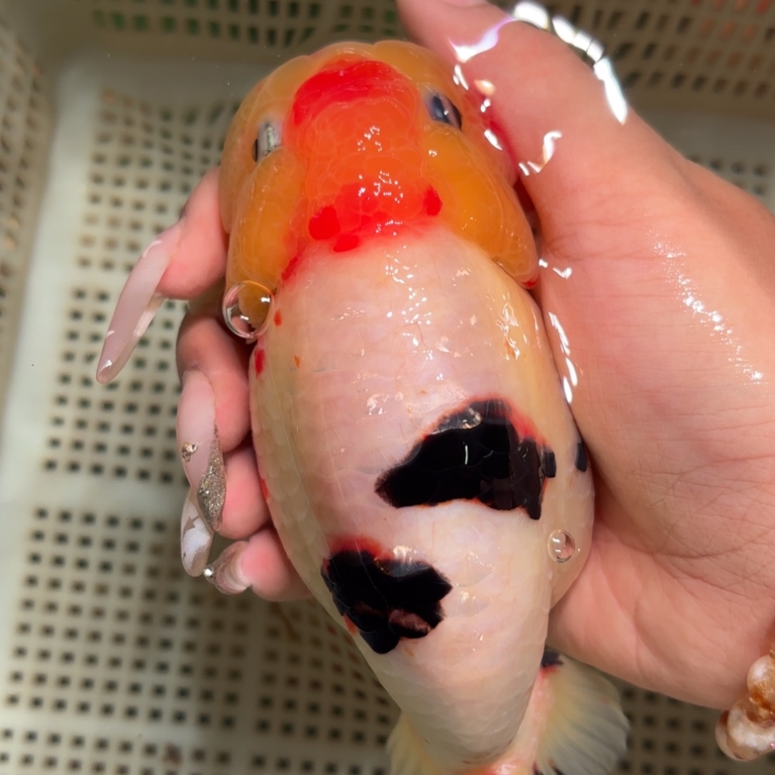 大***山金鱼拍包装包邮，不拍包装运费到付