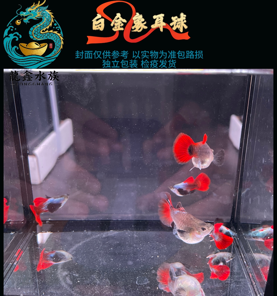 孔雀鱼白金象耳球精品热带观赏鱼淡水好养耐活