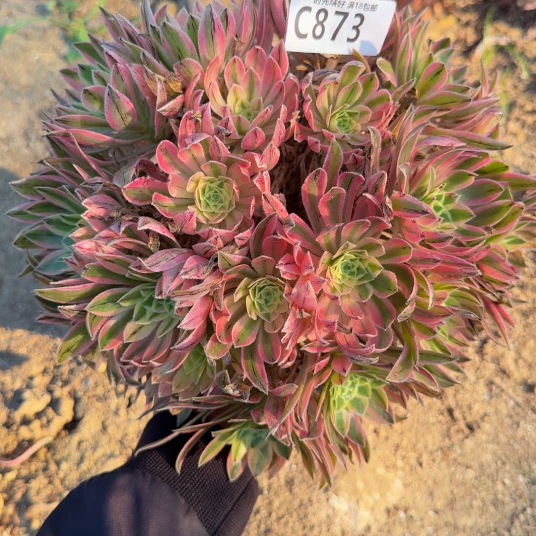 873夕颜。多肉植物