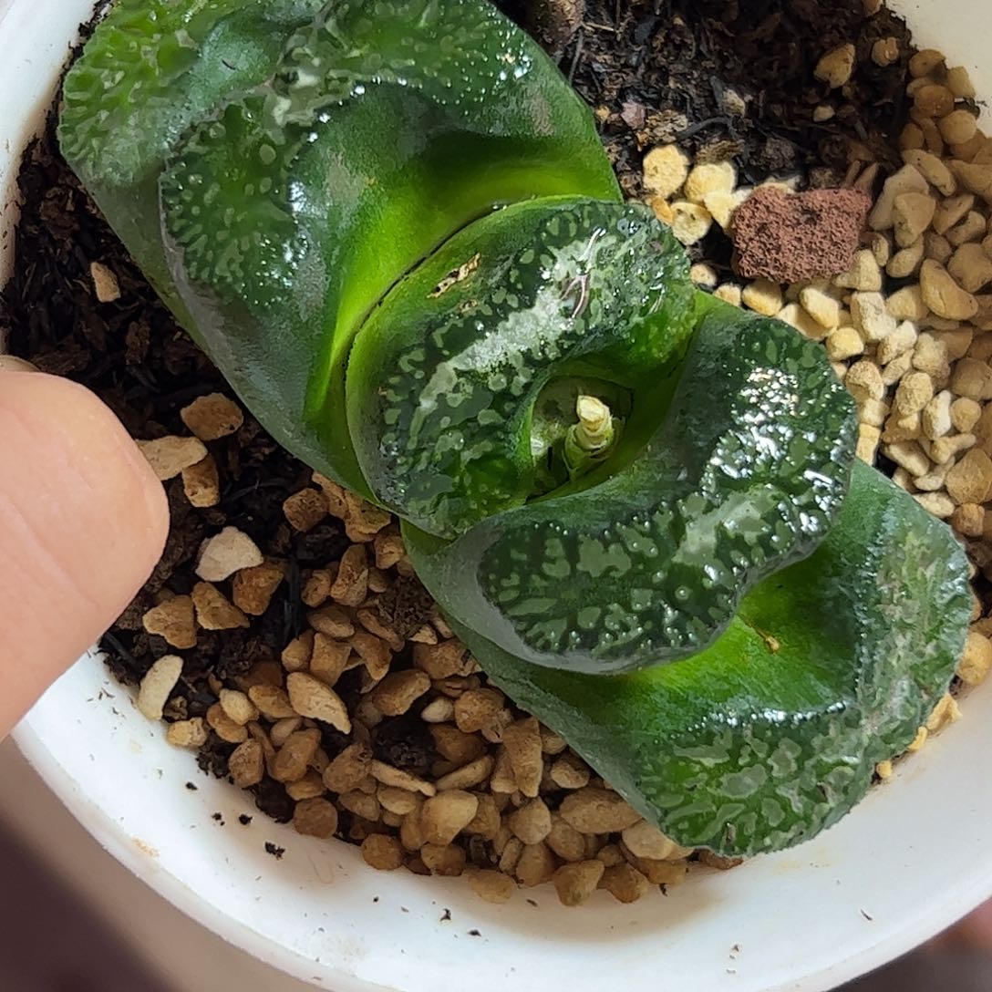 大黑玉扇母本十二卷多肉植物