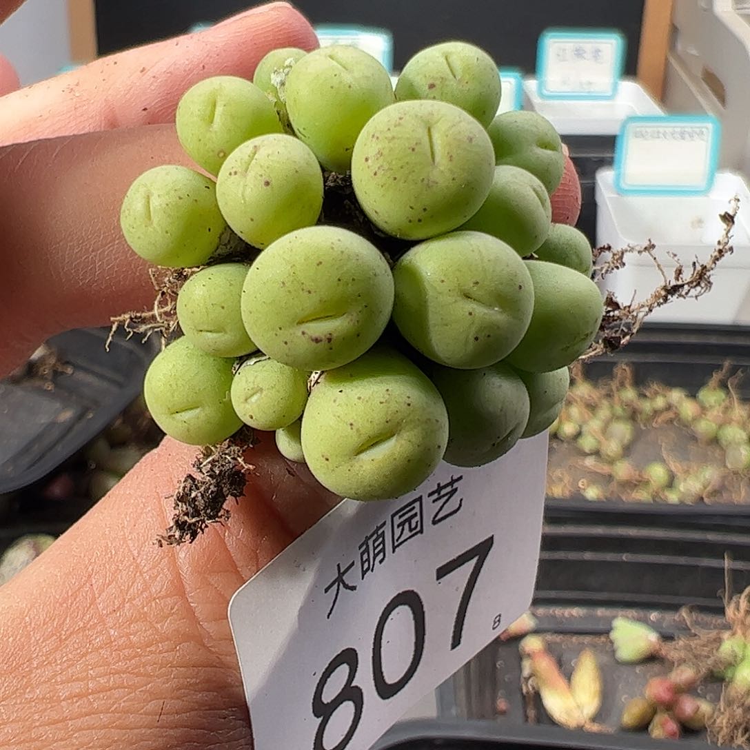 0000807 一物一拍……