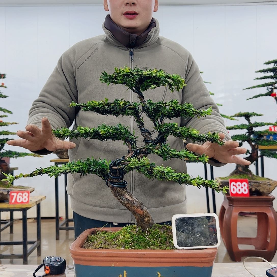 单*桨盆景制作过程非常