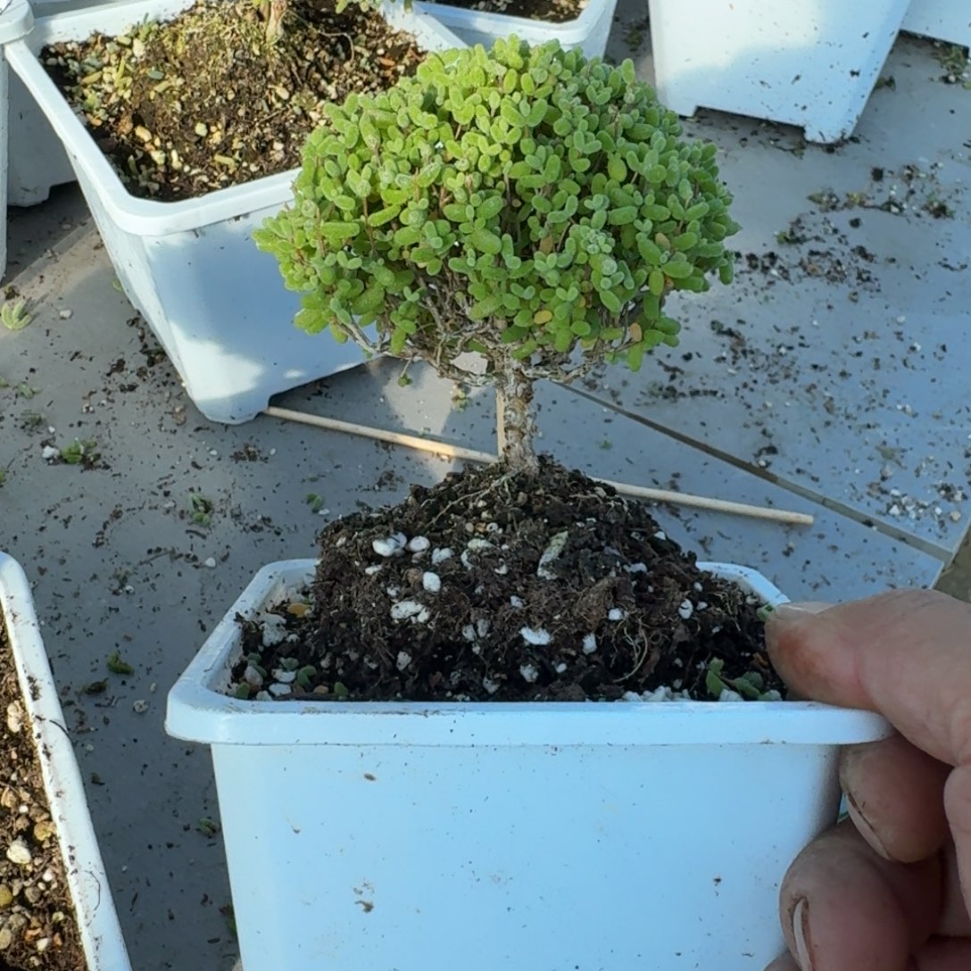 淘****老桩金橘带盆带土发