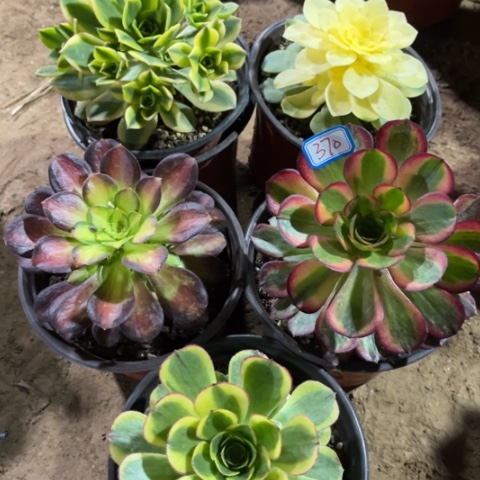 370多肉植物组合