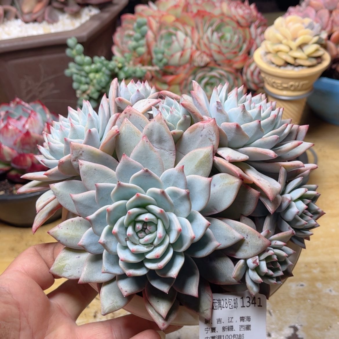 【闪购商品】1341粉蓝鸟