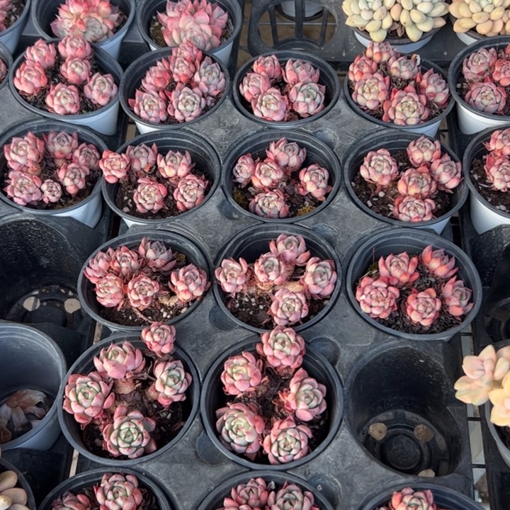 新疆包邮 娜娜小勾