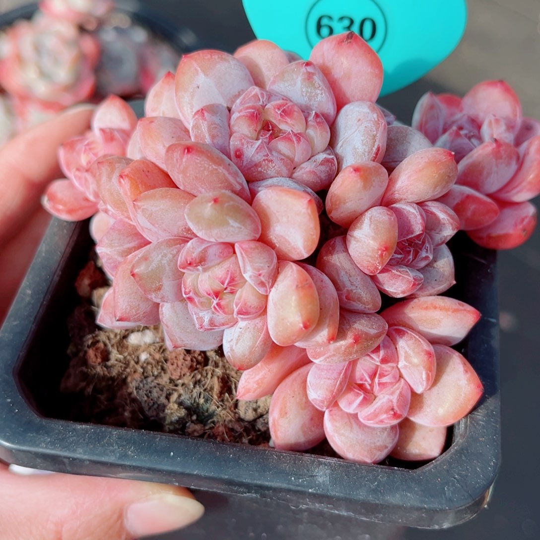 630号老桩石榴籽星影群