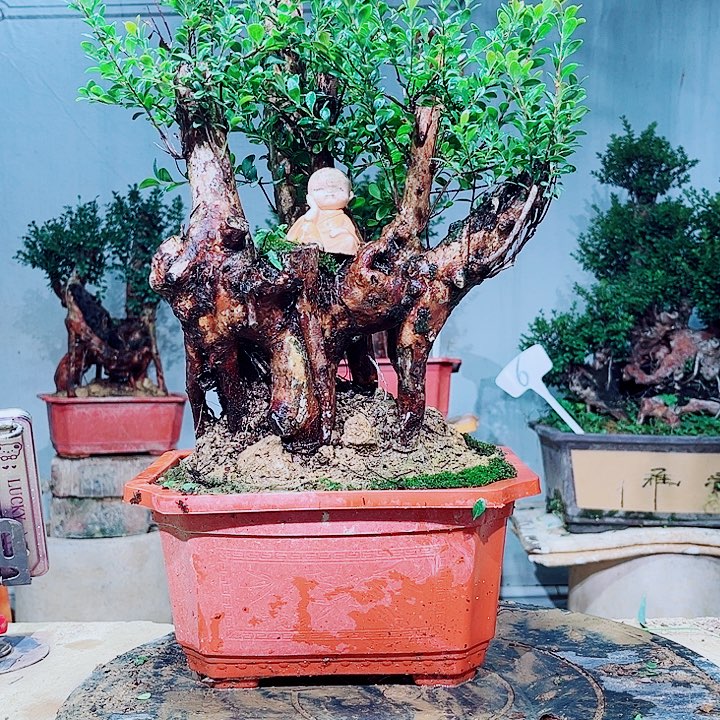 专***修无花朵盆景赤楠花香