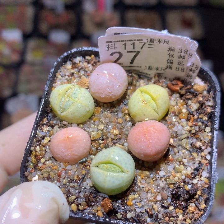 精品生石花117.27