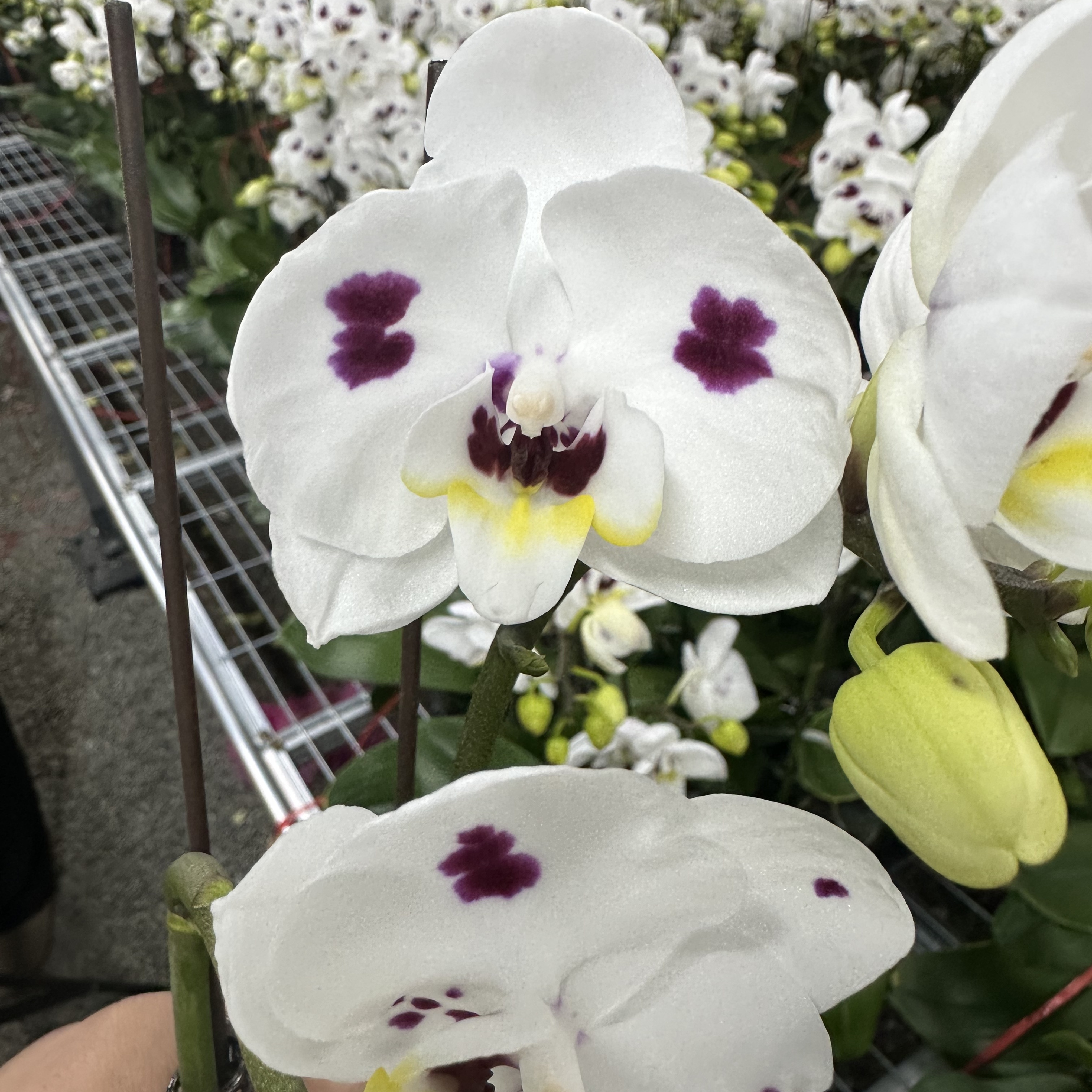 兰屿LYSLAND【白色皮卡丘】蝴蝶兰鲜花盆栽