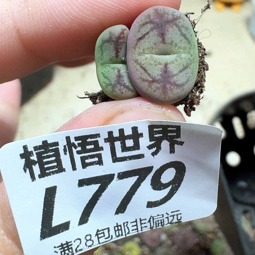 多肉植物的润泽fbjj