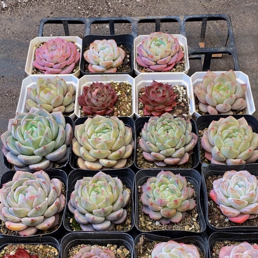 436多肉植物保护研究所所长