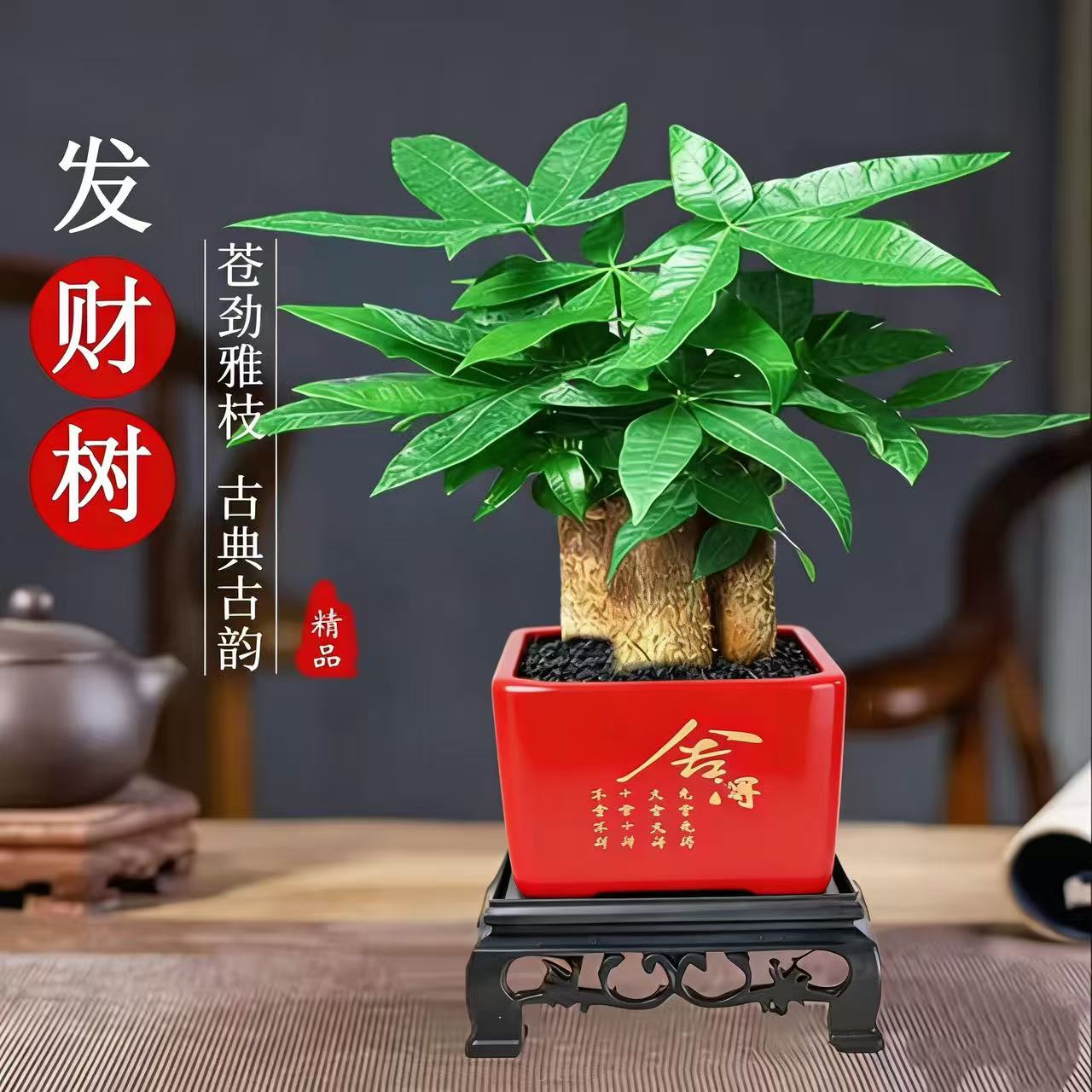 发财树室内盆栽花卉观叶耐旱好养护适合桌面办公摆放