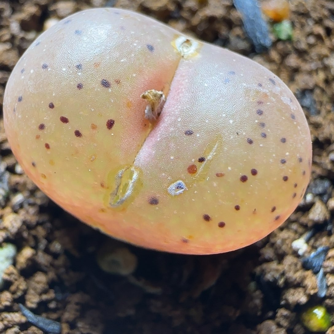 红嘴精品多肉风铃杂62号