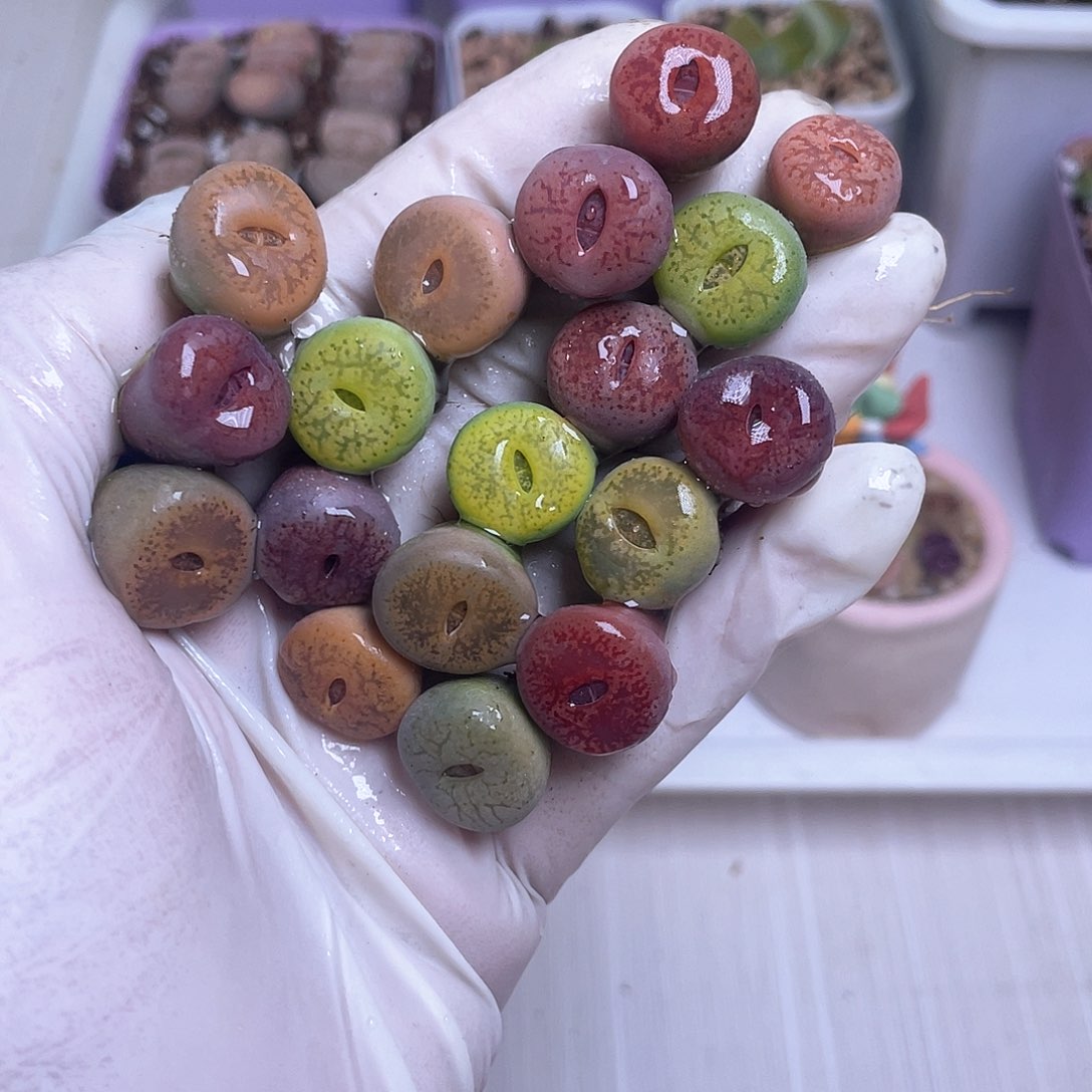 669 彩色一箭……………………