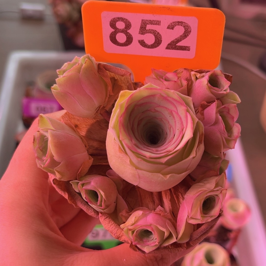 小玉玫瑰一物一拍852 带花盆