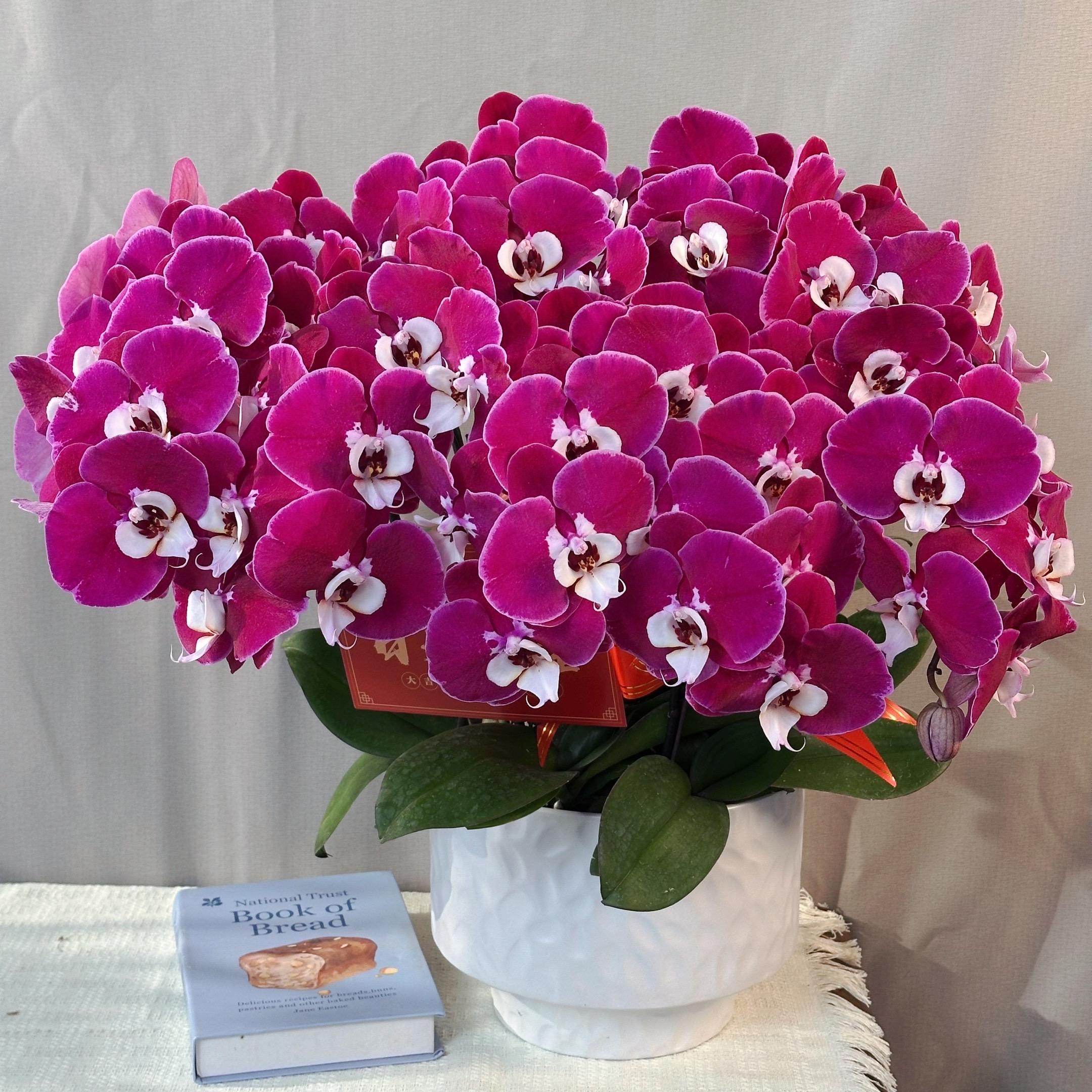 幸福花舍蝴蝶兰【米歇尔】欧洲进口花花送人送礼乔迁新居蝴蝶兰盆栽