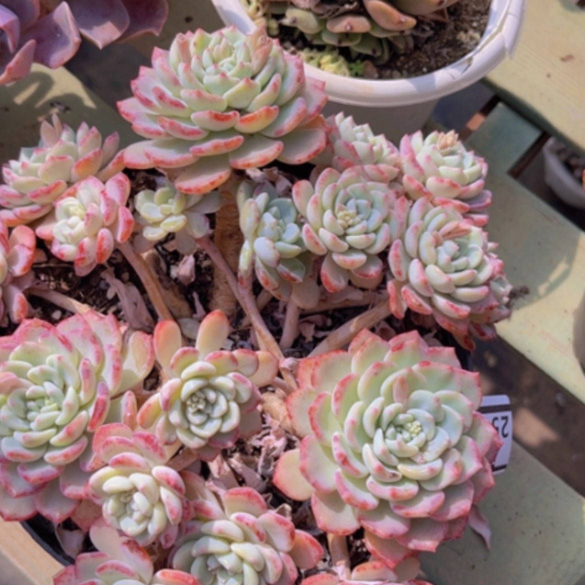 【闪购商品】千山雪25160