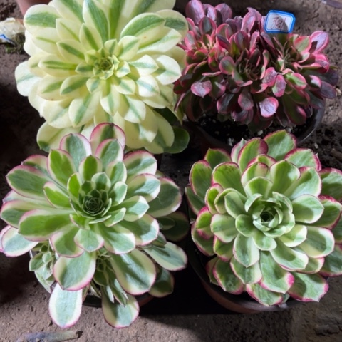 831多肉植物组合