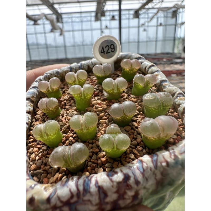 429多肉植物肉锥一颗