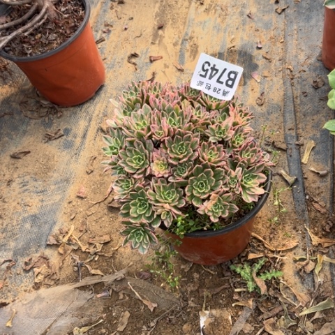 745甜茶不包断枝