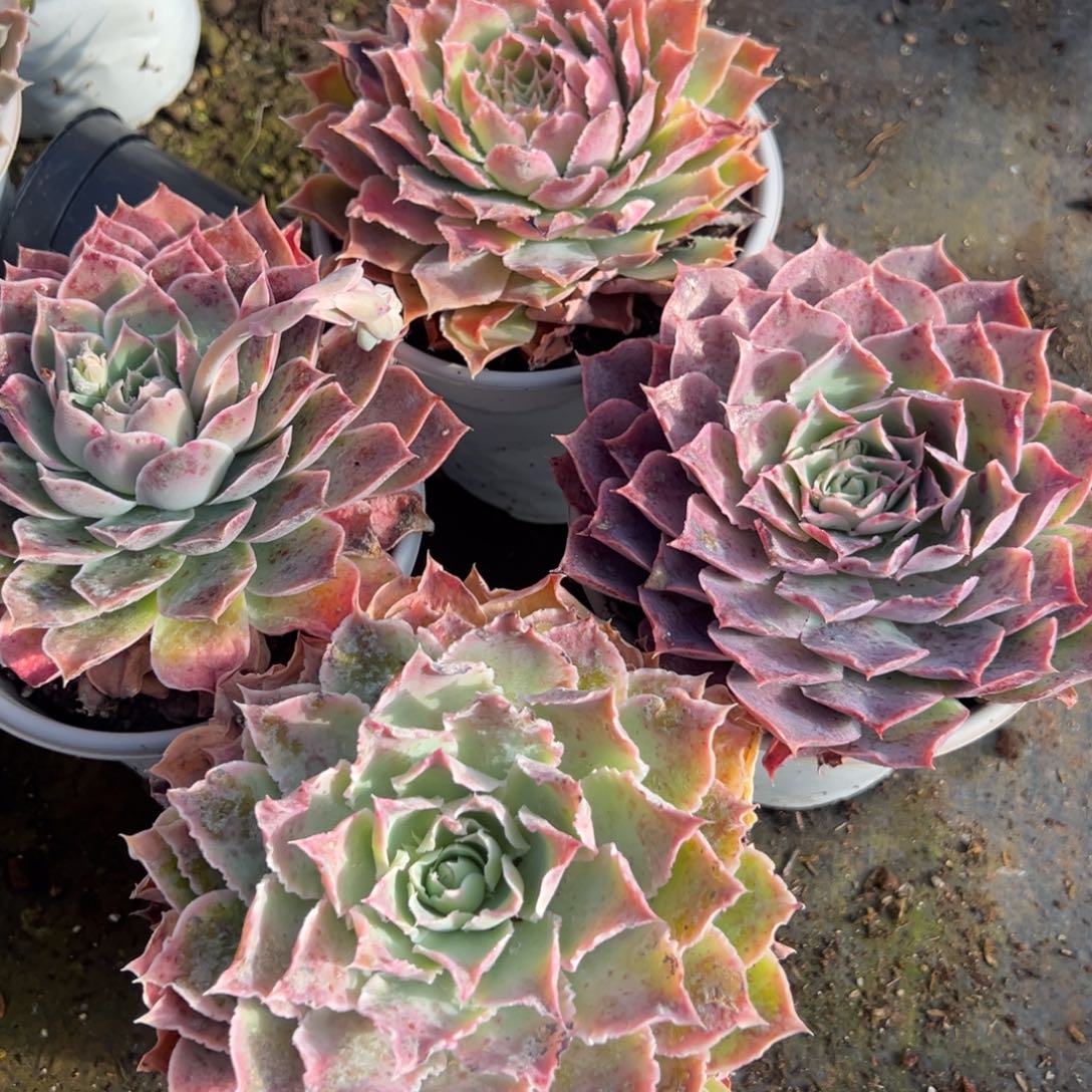 多肉植物蓝丝绒杂交四个