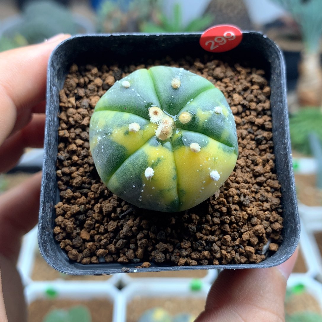 实生兜锦带盆发货3.2cm