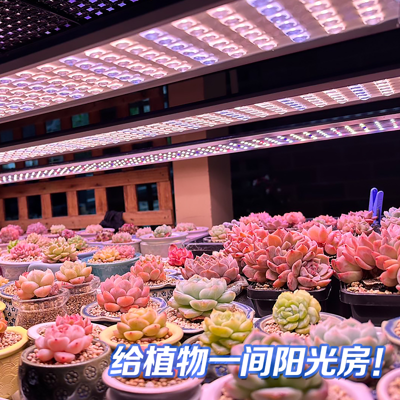 八面山LED多肉补光灯室内家用六排透镜植物生长灯花卉大棚补光灯