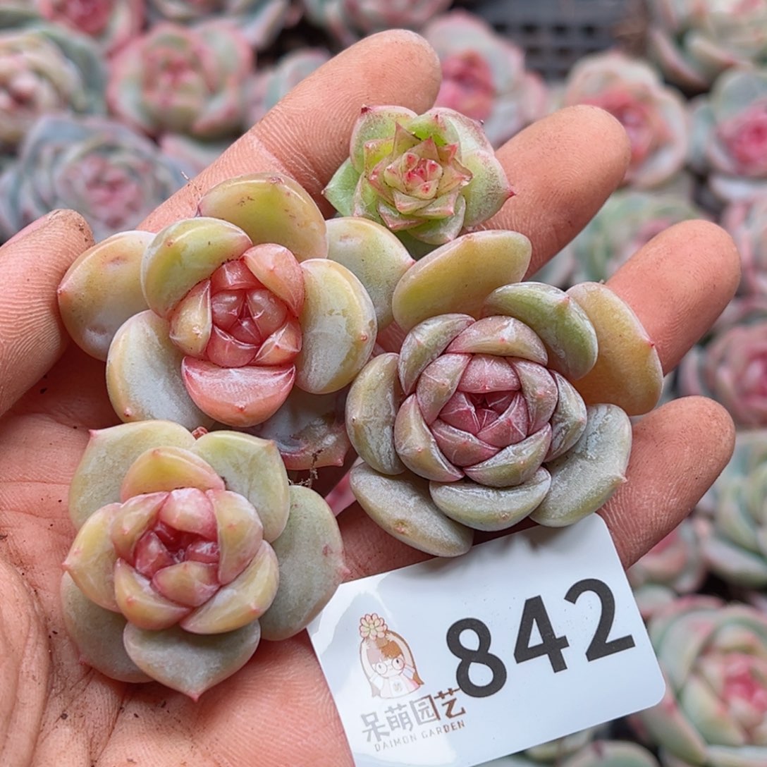 多肉植物多肉植物