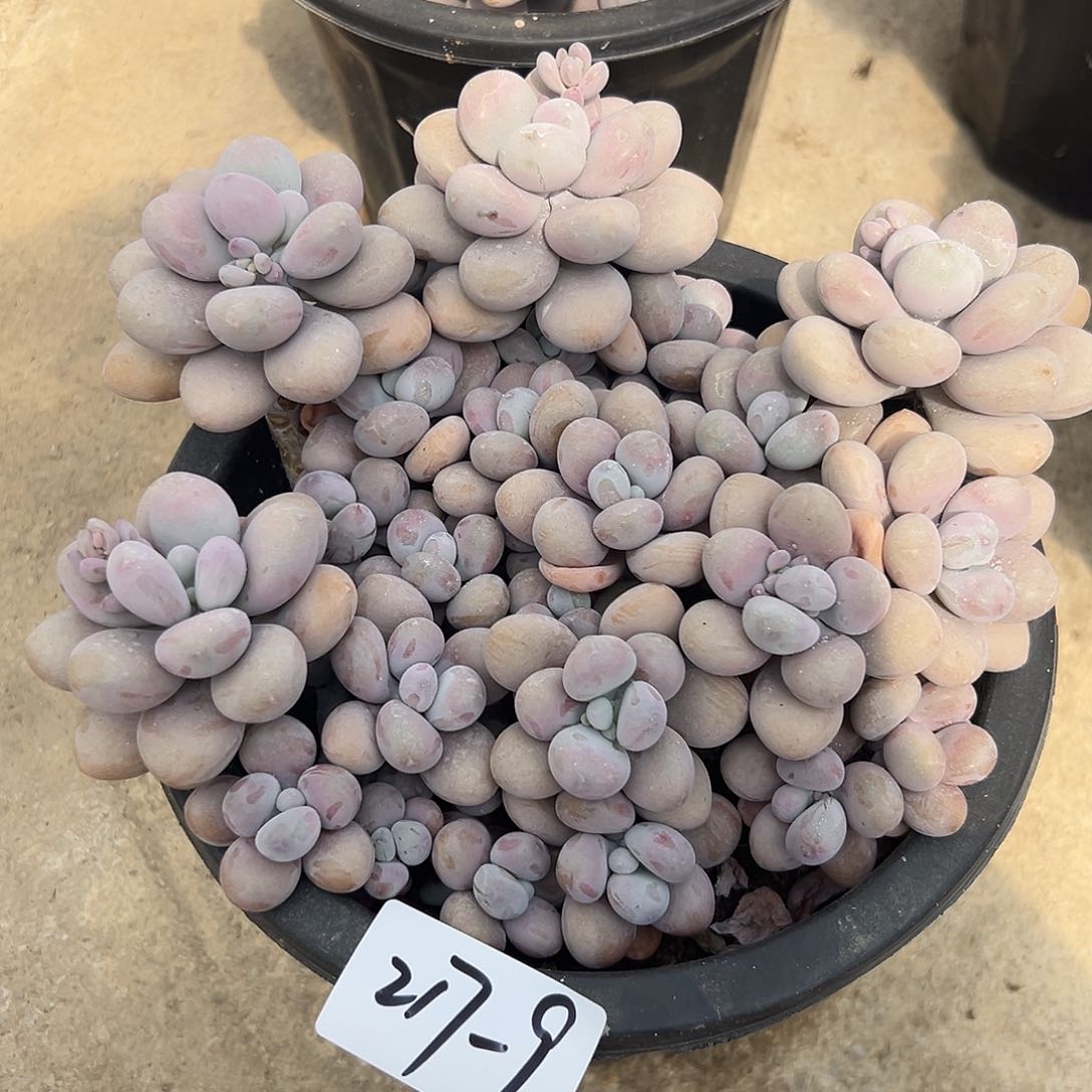 217-9桃蛋多头多肉