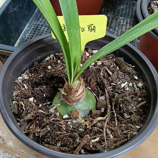 无花朵斯嘉丽4.5带盆土发货