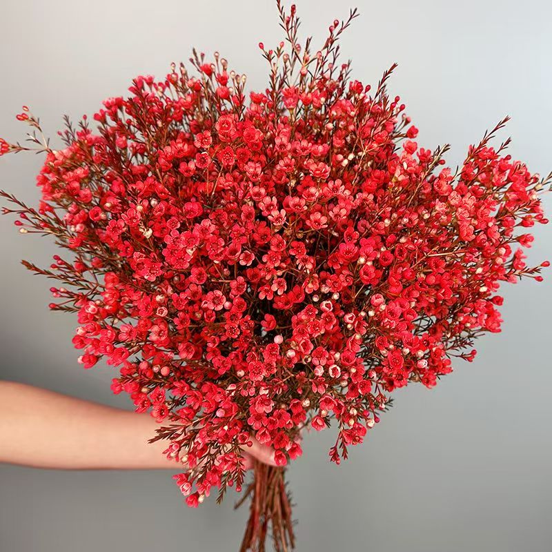 【澳洲腊梅】云南基地直发吸色腊梅客厅鲜切花室内水养花卉年宵节日