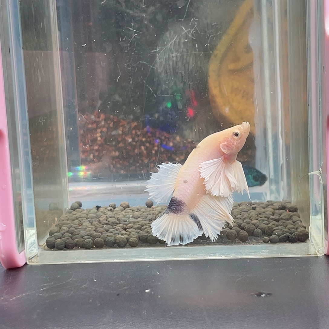 斗鱼7号13晚绣球公