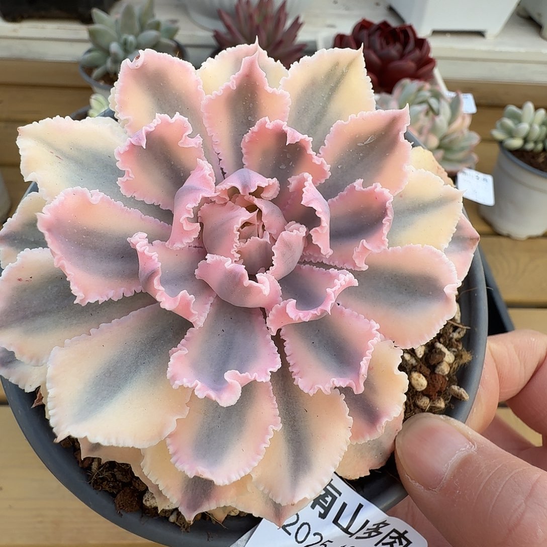 晚霞之舞锦111212-35