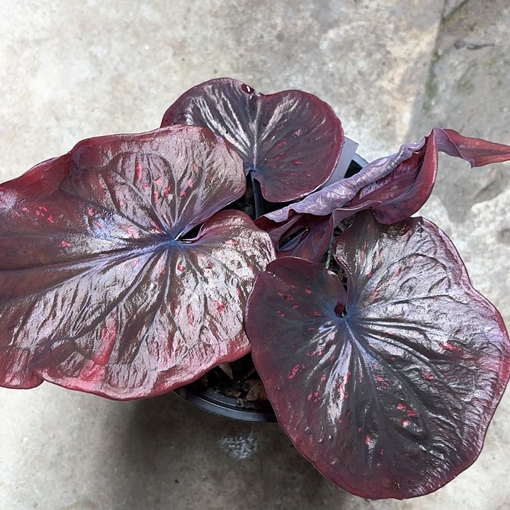 847-0206彩叶芋广东现货