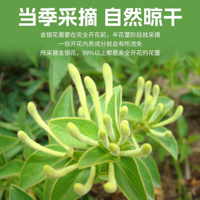 【金银花】农家种植花蕾采摘 自然晒干