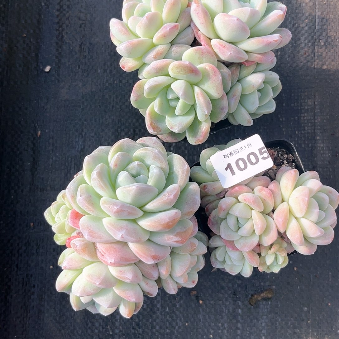 阿雅园艺。            1005